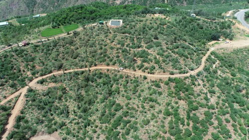 云南建投集團 聚焦主業，以林業之力助推區域發展