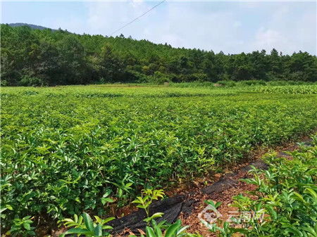 云南省宣威市林業產業經濟效益顯著提升